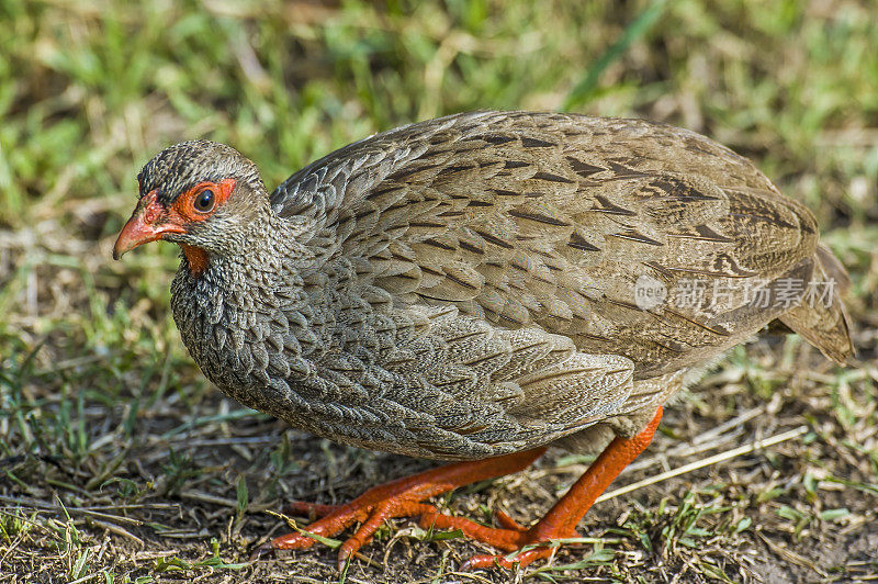 红颈刺鸡或红颈刺鸡(Pternistis afer)，是雉科野鸡科的一种野鸟。肯尼亚马赛马拉国家保护区。